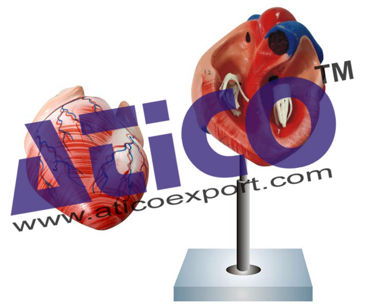 Human Heart - 2 Parts Manufacturer Supplier India - Atico Export