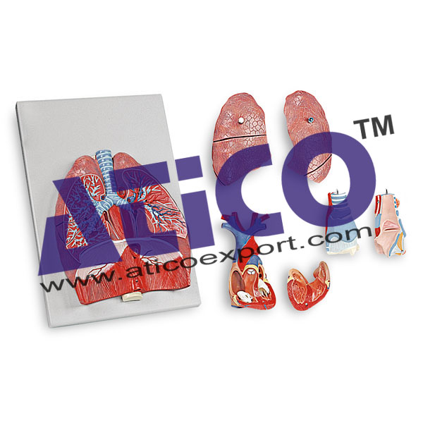 Human Respiratory System - 7 Parts Manufacturer Supplier India - Atico